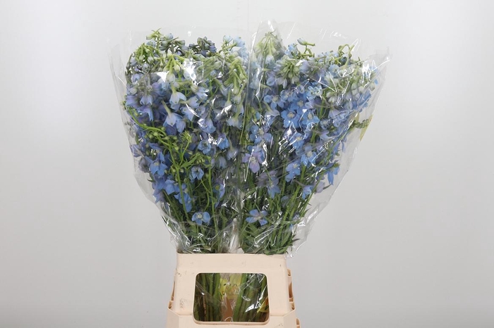 <h4>Delphinium En Ballkleid</h4>