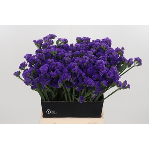 Limonium Crystal Dark Blue