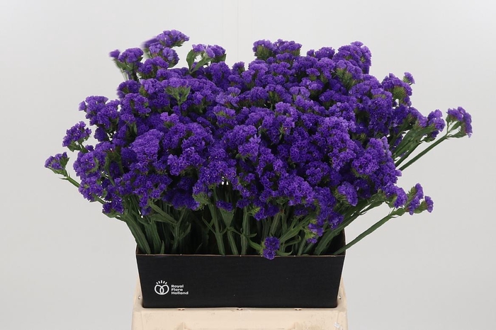 <h4>Limonium Crystal Dark Blue</h4>