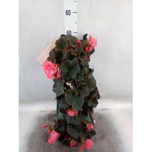 Begonia tuber.   ...