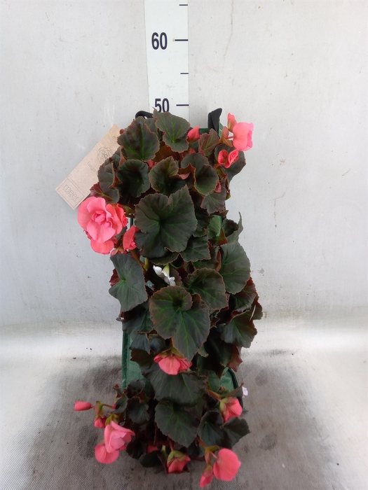 <h4>Begonia tuber.   ...</h4>