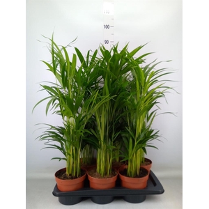 Dypsis lutescens   ...Chrysalidoca