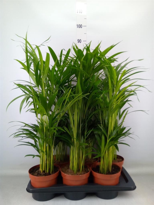 <h4>Dypsis lutescens   ...Chrysalidoca</h4>