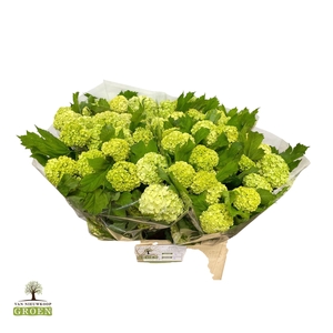 VIBURNUM ROSEUM ST
