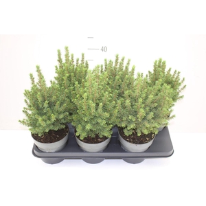 Picea Gl Perfecta
