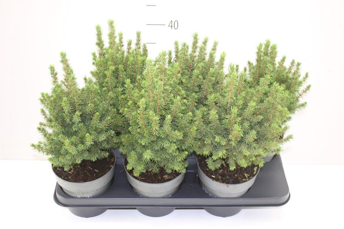 <h4>Picea Gl Perfecta</h4>