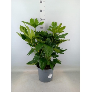 Fatsia japonica   ...