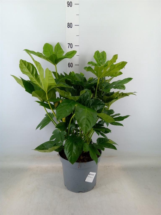 <h4>Fatsia japonica   ...</h4>