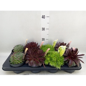 Sempervivum  'ChickCh'   ...mix