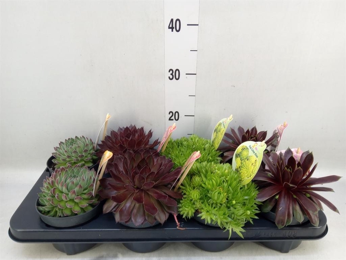 <h4>Sempervivum  'ChickCh'   ...mix</h4>
