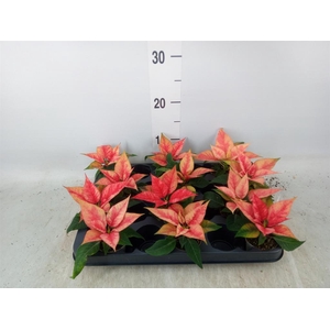 Euphorbia pulc. 'Christ Beau Princ'