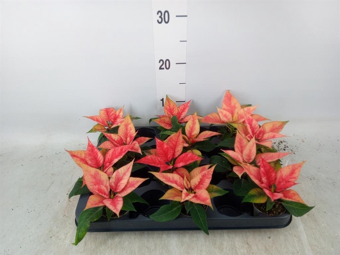 <h4>Euphorbia pulc. 'Christ Beau Princ'</h4>