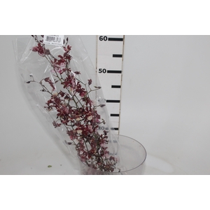 ONCIDIUM SHARRY BABY 060 CM
