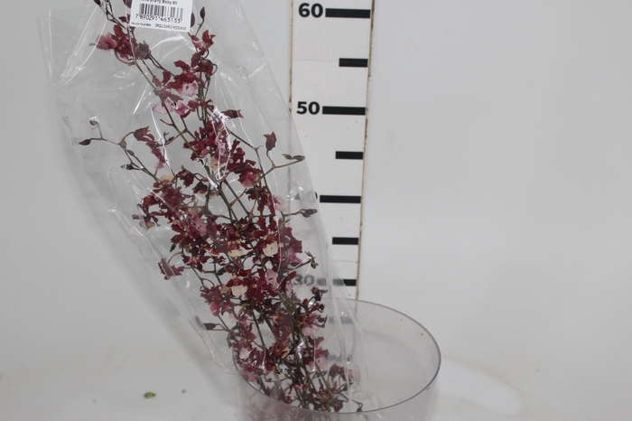 <h4>ONCIDIUM SHARRY BABY BUTTERCUP BICOLOR</h4>