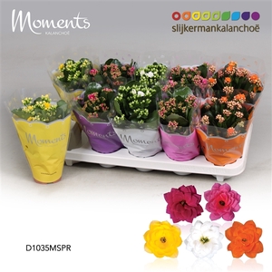 Kalanchoe Moments - Spring Moments