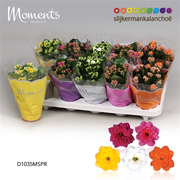 <h4>Kalanchoe Moments - Spring Moments</h4>