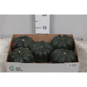Cucurbita Mo Hayato