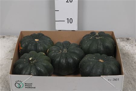 <h4>Cucurbita Mo Hayato</h4>