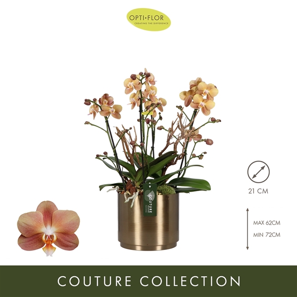 <h4>Arrangementen Phalaenopsis multiflora H%</h4>