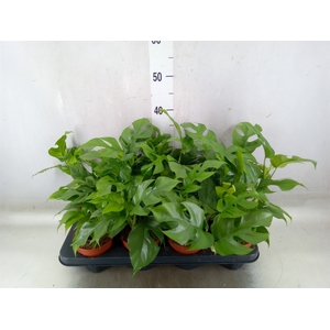 Rhaphidophora tetrasperma