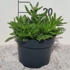 Achillea millefolium