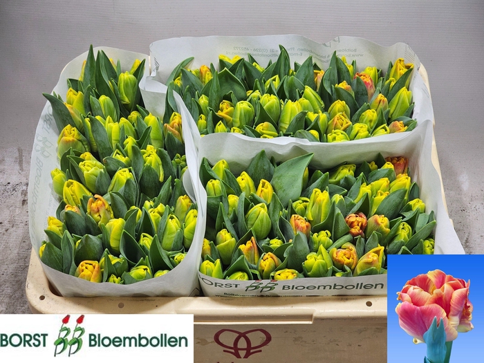 <h4>TU PA UNDERCOVER</h4>