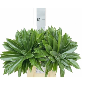 Philodendron Fun Bun 55 cm MDK