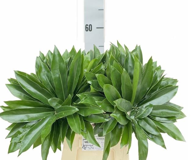 <h4>Philodendron Fun Bun 55 cm MDK</h4>
