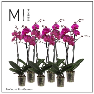 Phalaenopsis Purple 2 spike – 12cm | Mimesis