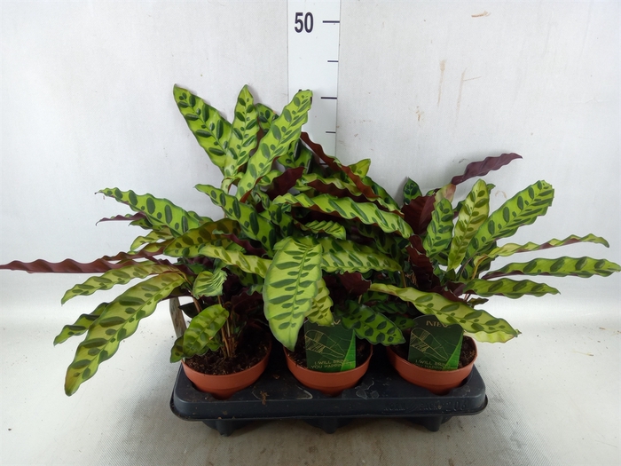 <h4>Calathea lancifolia</h4>