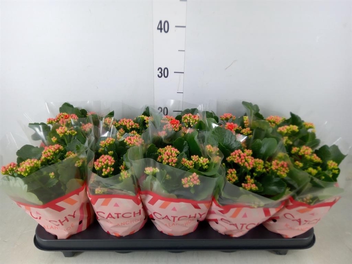 <h4>Kalanchoe blos. 'RosDon Amador'</h4>