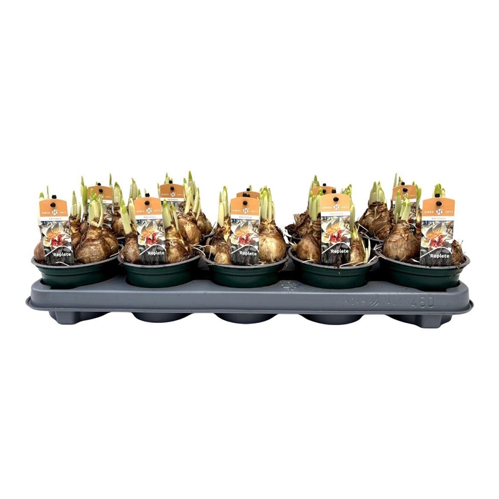 arr8 Narcis Replete Wit/oranje Grootb