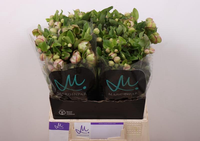 <h4>Helleborus Bella Belles Marginpar</h4>