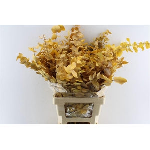 Euca Stuartiana Stab. Yellow