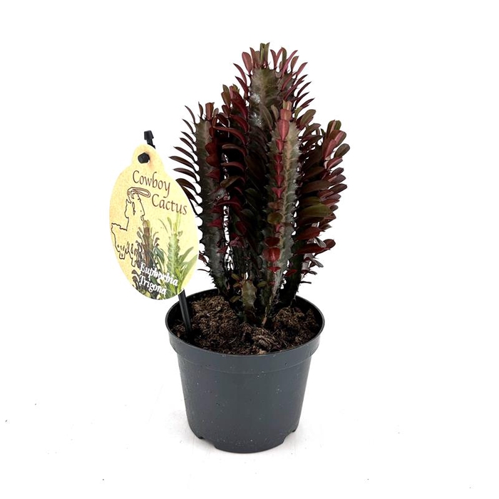 <h4>EUPHORBIA TRIGONA P12 ROOD</h4>