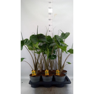Alocasia macrorrhizos 'Stingray'