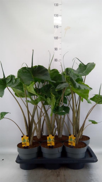 <h4>Alocasia macrorrhizos 'Stingray'</h4>