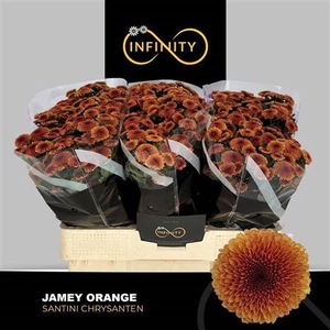 Chr S Jamey Orange