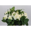 Dahlia White Cap