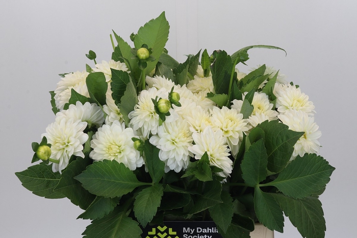 <h4>Dahlia White Cap</h4>