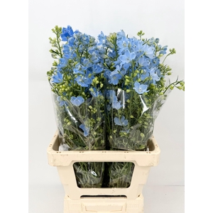 Delphinium Morpho Sky Blue