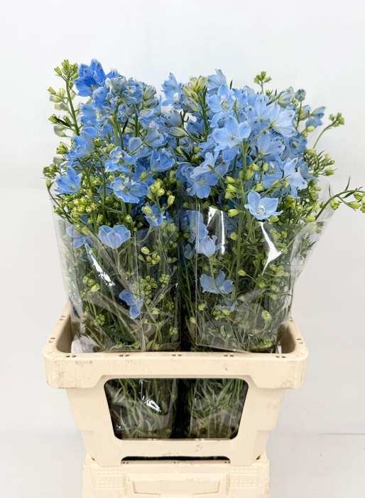 <h4>Delphinium Morpho Sky Blue</h4>