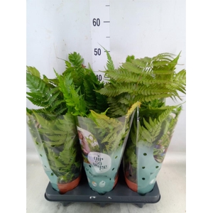 Dryopteris erythrosora