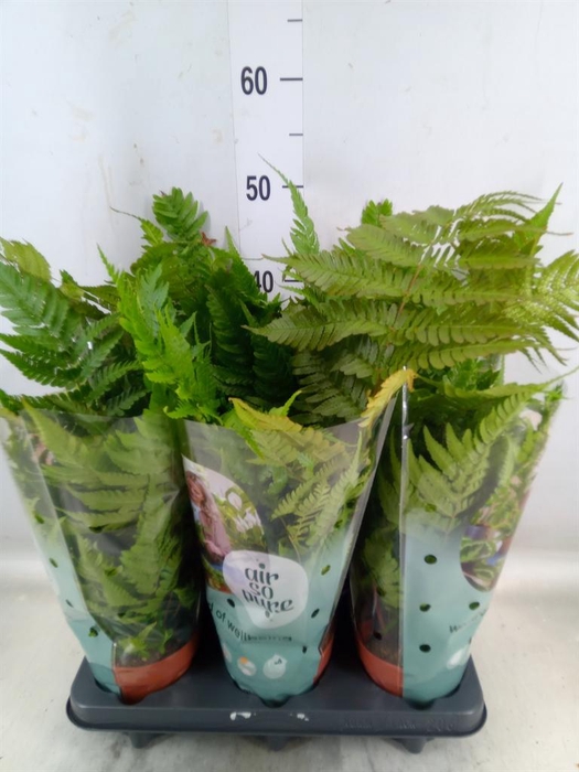 <h4>Dryopteris erythrosora</h4>