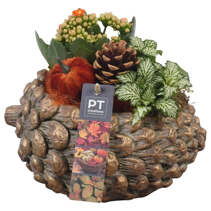 <h4>Arr.   Planten L%</h4>