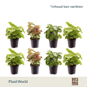 Syngonium gemengd 7 cm