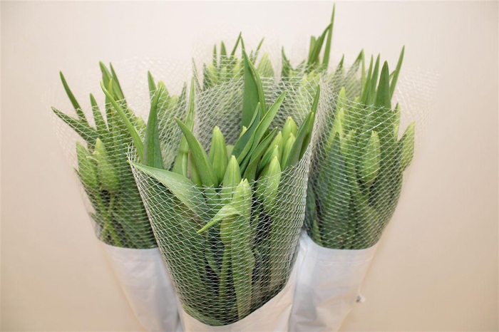 <h4>Tu Fr En Maureen</h4>