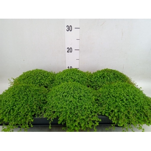 Soleirolia soleirolii   ...green