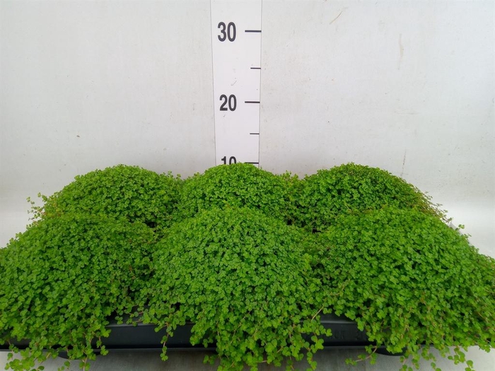 <h4>Soleirolia soleirolii   ...green</h4>