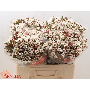 Chame Moonlight Delight Arnelia
